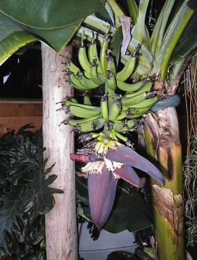 Banana flowers emerging!